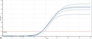 cells_ Blood_ Sputum DNA amplification curve