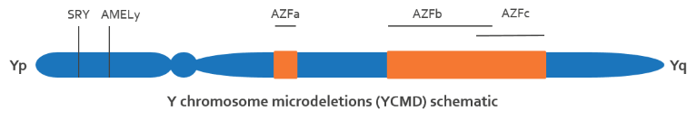 Genetics of YCMD and the three regions AZFa, AZFb and AZFc