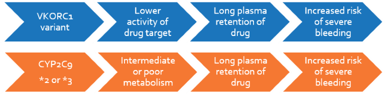 Genetics of warfarin metabolism by VKORC1 and CYP2C9 variations